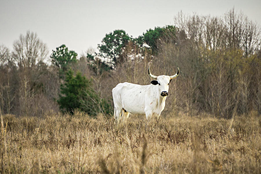Aggressive Bulls Staring At Camera At The Farm #1 Photograph by Alex Grichenko