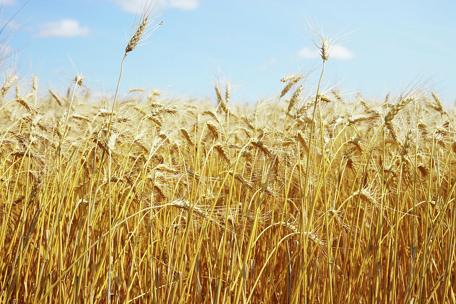 Agriculture - Ripe Wheat Field Photograph by Donald Erickson - Fine Art ...