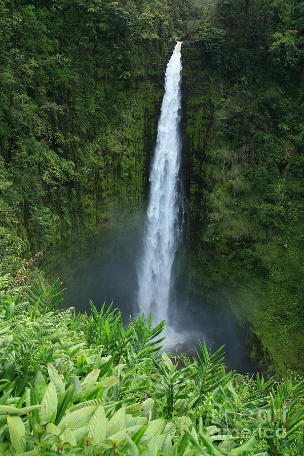 Cool Photograph - Akaka Falls #1 by Peter French - Printscapes