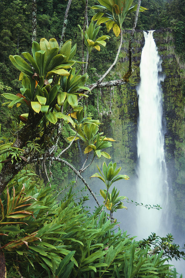 Akaka Falls #1 Photograph by Ron Dahlquist - Printscapes