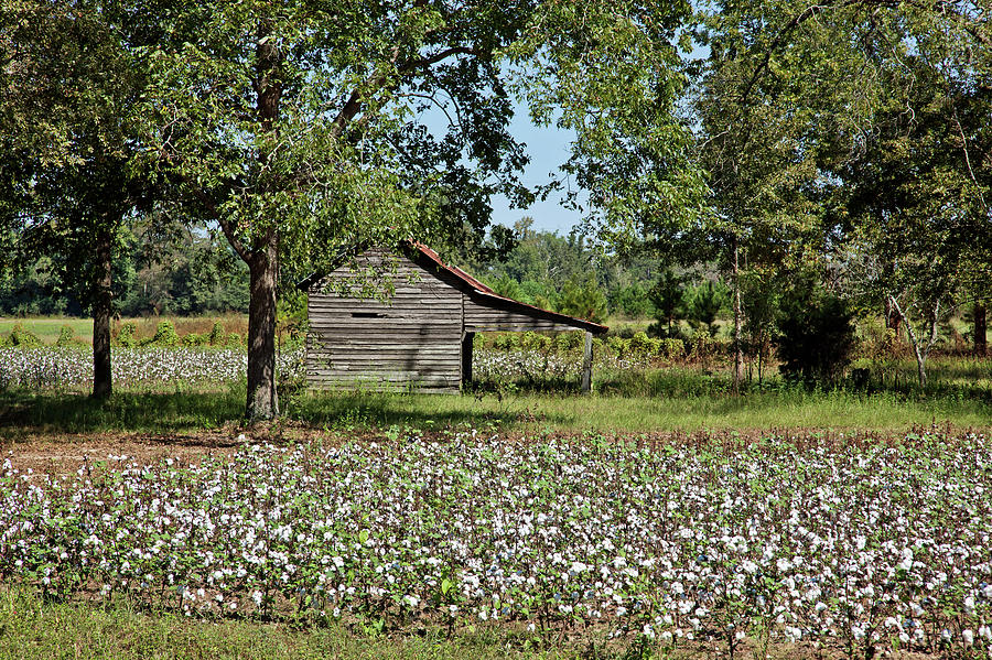 Alabama Cotton Field #1 Photograph by Mountain Dreams