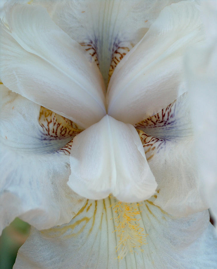Alabaster Bearded Iris Photograph