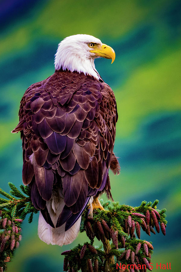 Alaska Photograph - Alaska Bald Eagle by Norman Hall Alaska Photograph - Alaska Bald Eagle by Norman Hall