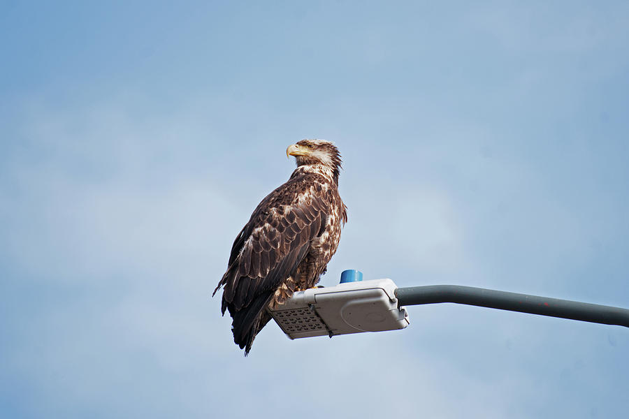 Alaska Photograph - Alaska Bald Eagle by Robert Braley Alaska Photograph - Alaska Bald Eagle by Robert Braley