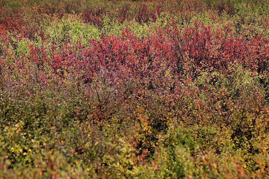 Alaska Fall Colors #2 Photograph by Scott Slone