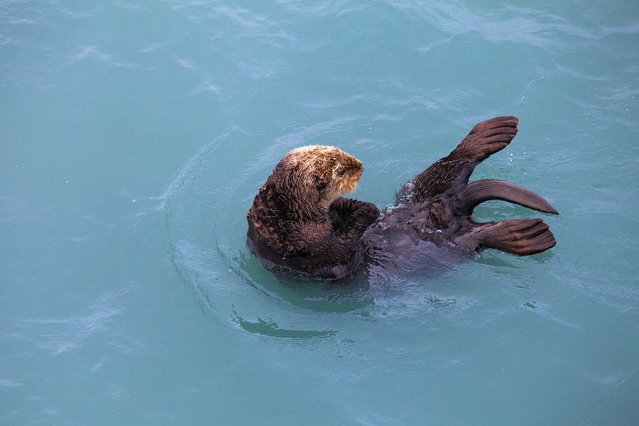 Alaska Sea Otter #1 Photograph by Scott Slone