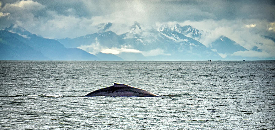Alaska - Travel Destination - Whale Watching Adventure #1 Photograph by Alex Grichenko