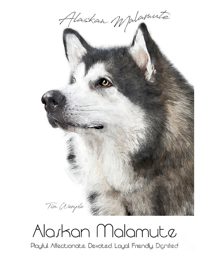 Dog Digital Art - Alaskan Malamute Poster #1 by Tim Wemple