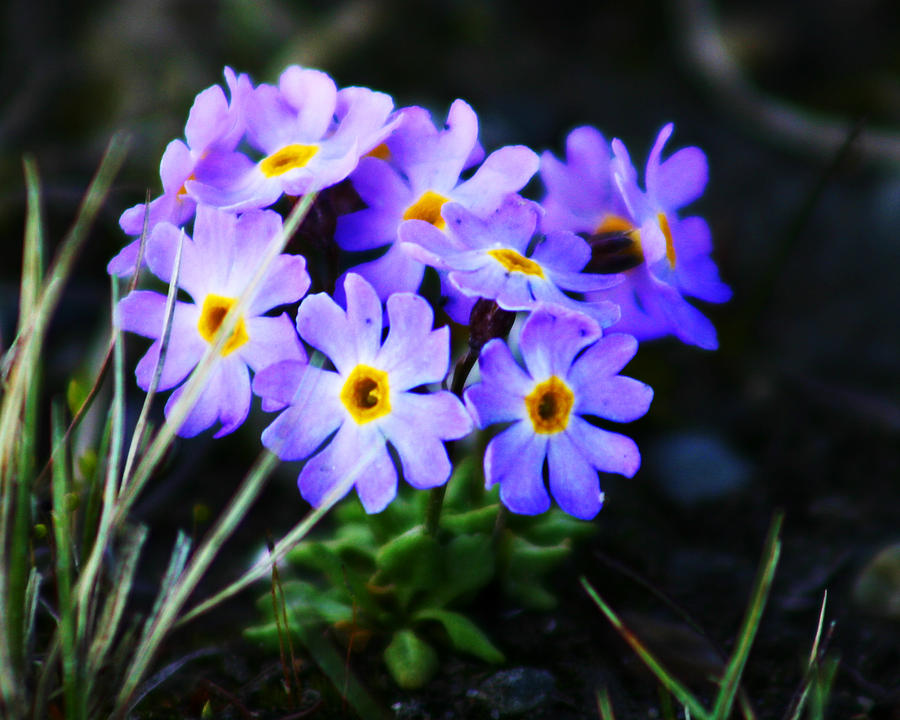 Alaskan Wild Flowers #1 Photograph by Anthony Jones