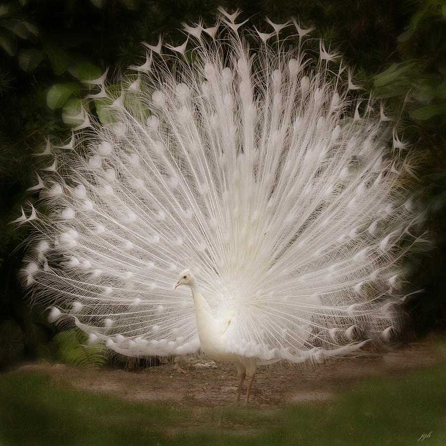 Albino Peacock  #1 Photograph by Joseph G Holland