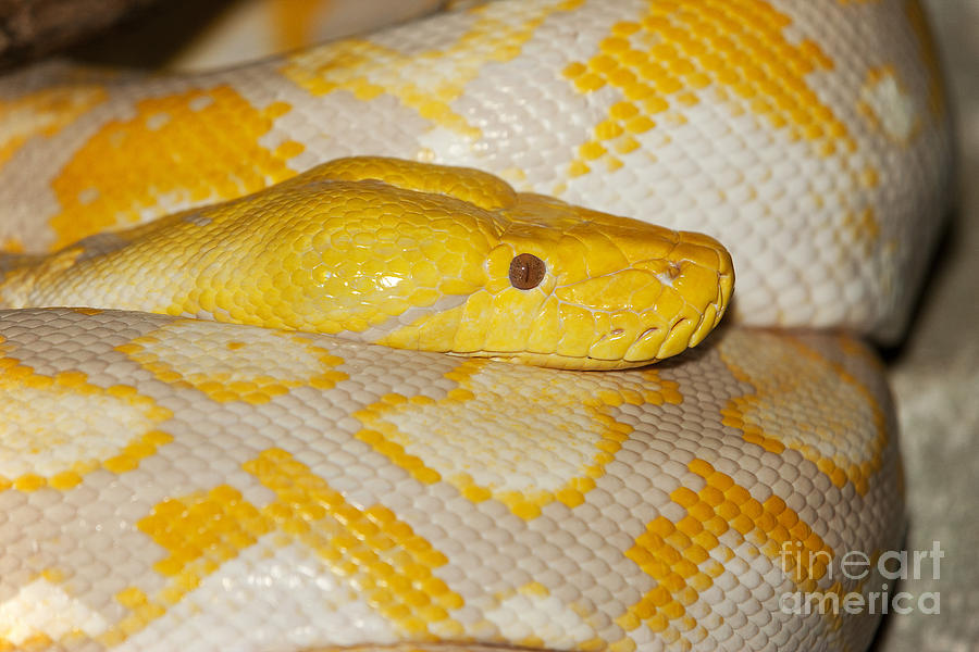 Python Photograph - Albino Reticulated Python #1 by Gerard Lacz
