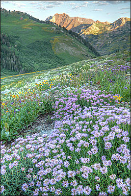 Albion Basin #1 Photograph by Douglas Pulsipher