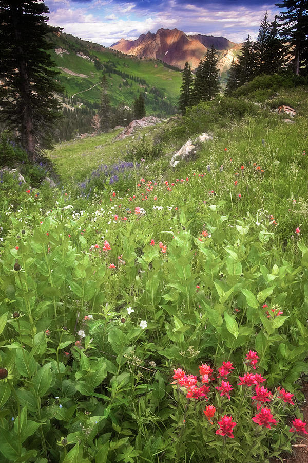 Albion Basin Wildflowers #1 Photograph by Douglas Pulsipher