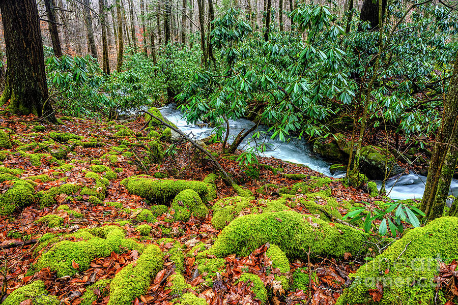 Aldrich Branch Monongahela National Forest #1 Photograph by Thomas R Fletcher