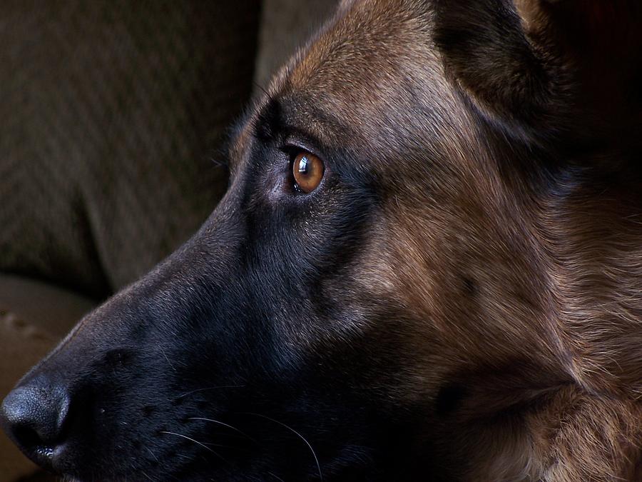 Alert - German Shepherd Dog Photograph by Angie Tirado