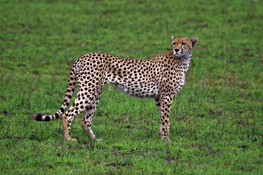 Alert Cheetah #1 Photograph by Sally Weigand