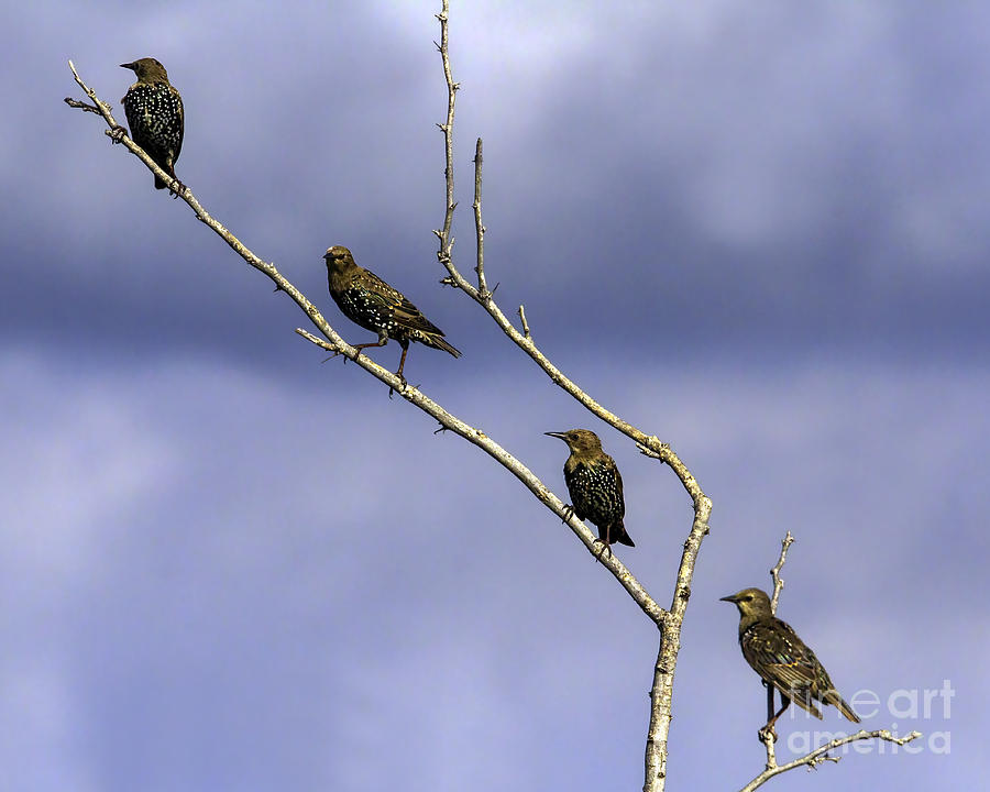 Alignment Of The Starlings Photograph