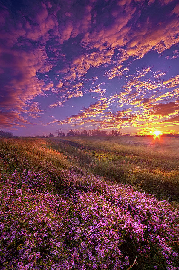 Sunset Photograph - All Joined As One #1 by Phil Koch