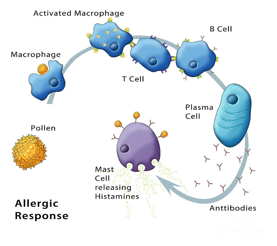 Allergic Response, Illustration #1 Photograph by Monica Schroeder