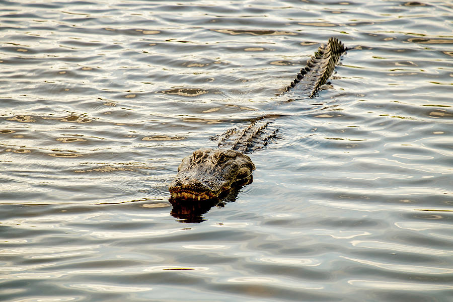 Alligator in lake Alice #1 Photograph by Louis Ferreira
