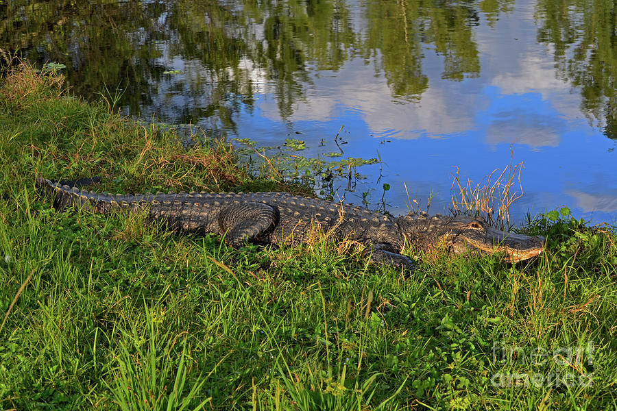 1- Alligator Photograph by Joseph Keane
