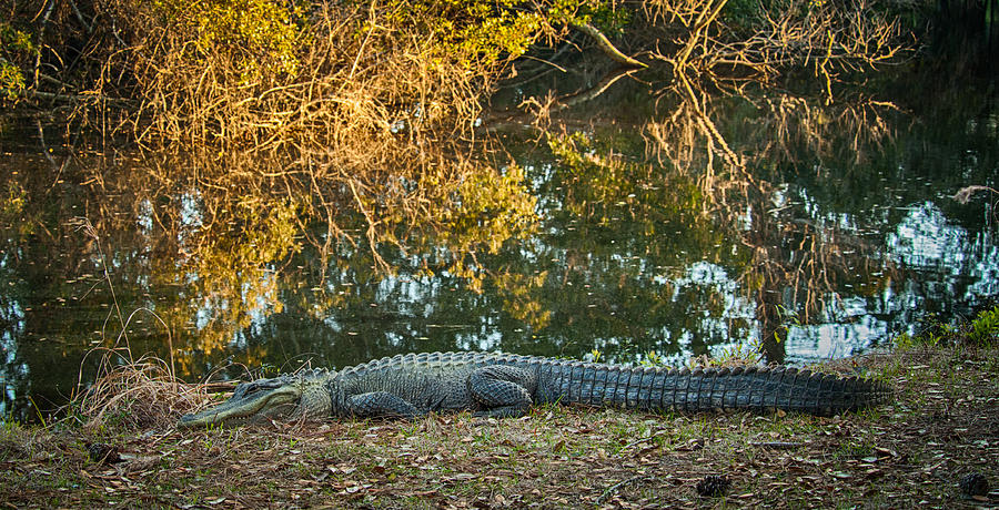 Alligator #1 Photograph by Joye Ardyn Durham