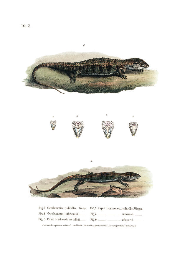 Alligator Lizards From Mexico Drawing