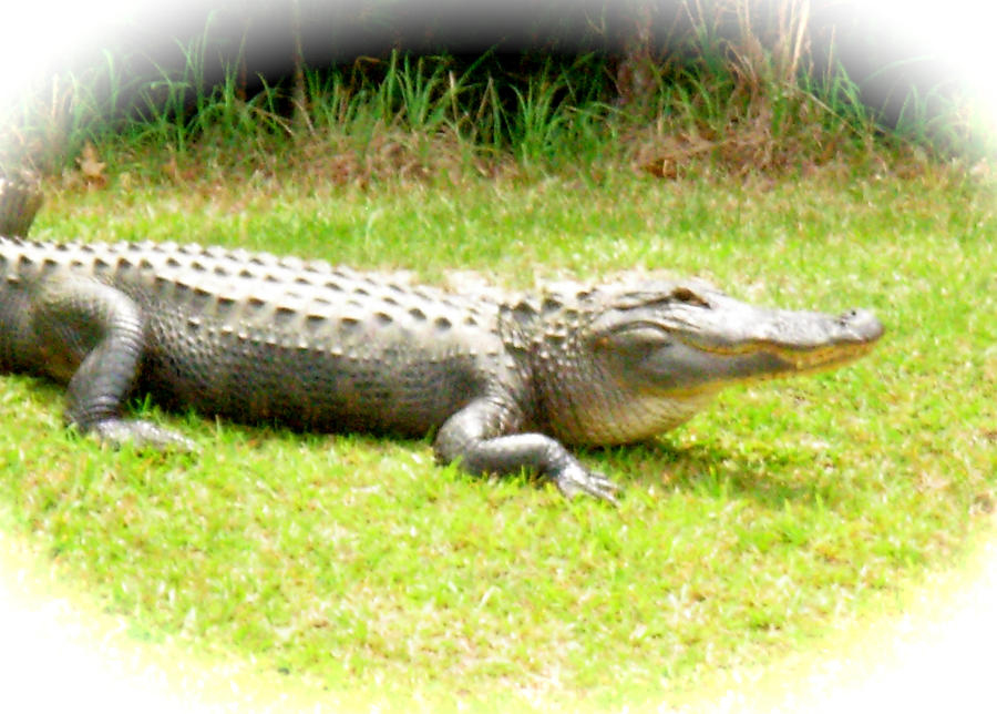 Alligator Smile #1 Photograph by Jeanne Juhos