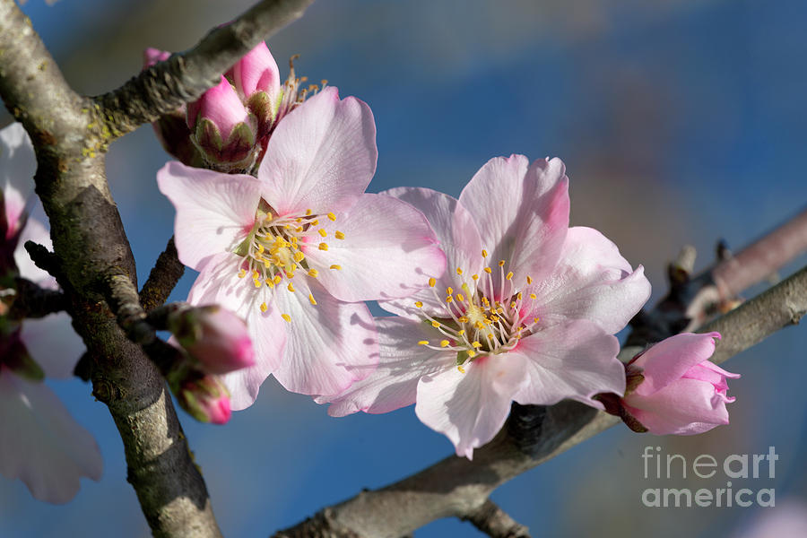 Almond blossom #1 Photograph by Mikehoward Photography