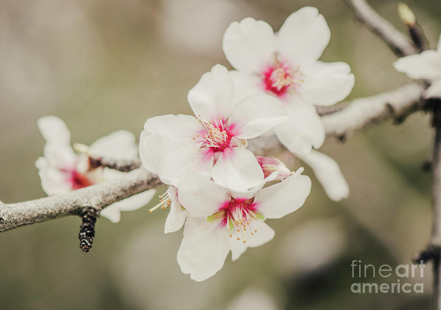 Almond blossom #1 Photograph by Perry Van Munster