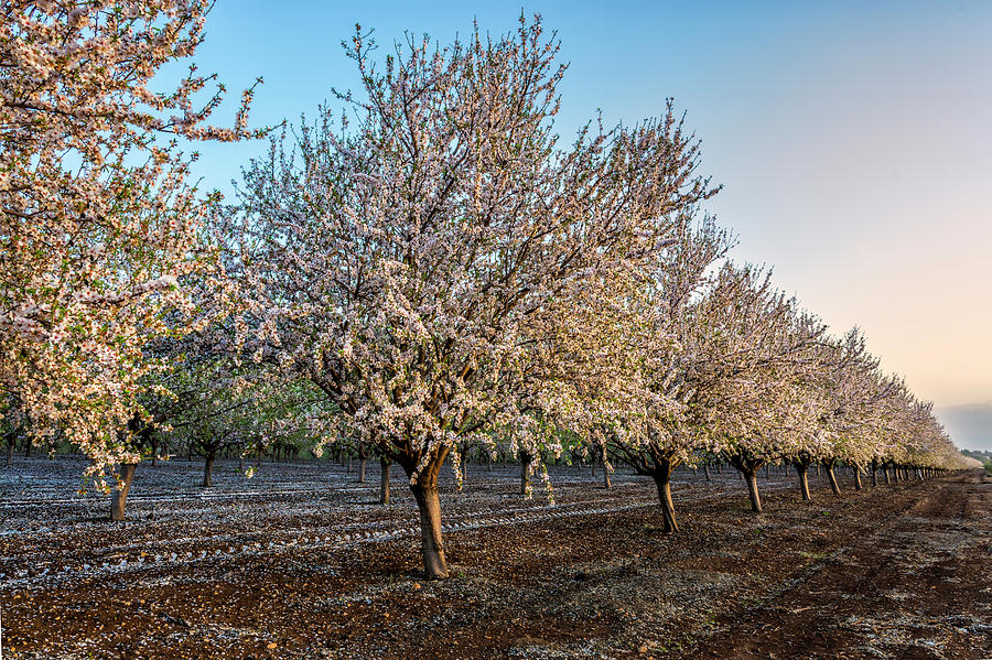 Almond Grove blossom Digital Art by Tsafreer Bernstein Fine Art America