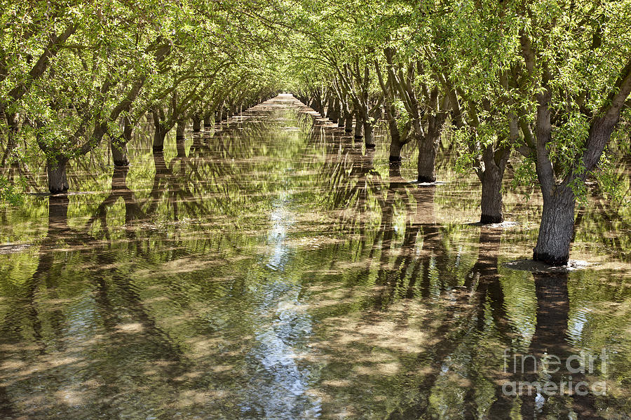 Almond Orchard Flood Irrigation #1 Photograph by Inga Spence