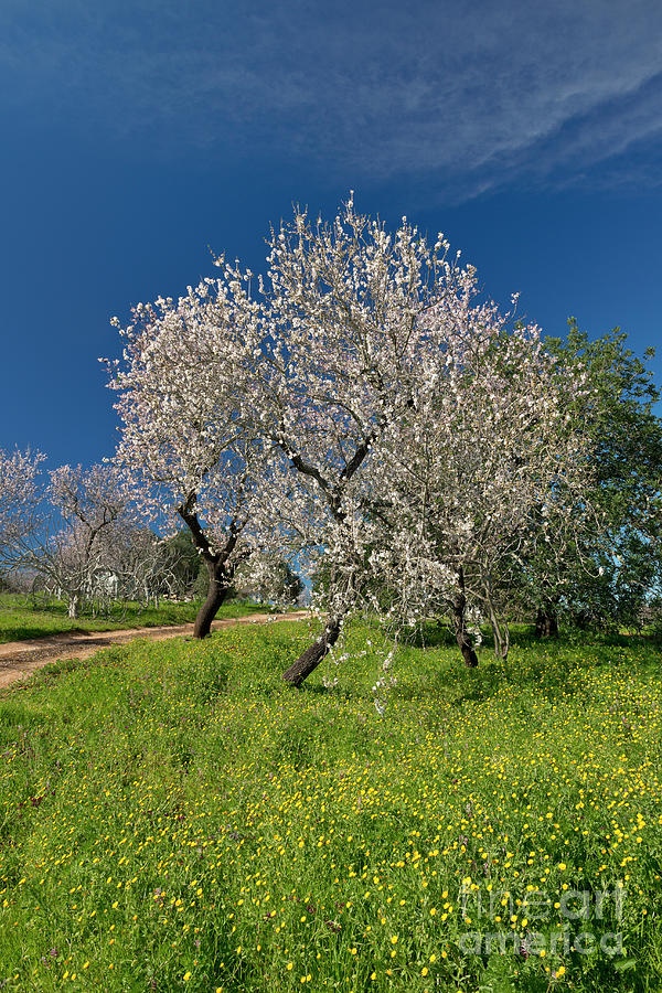 Almond Tree In Flower #1 Photograph by Mikehoward Photography