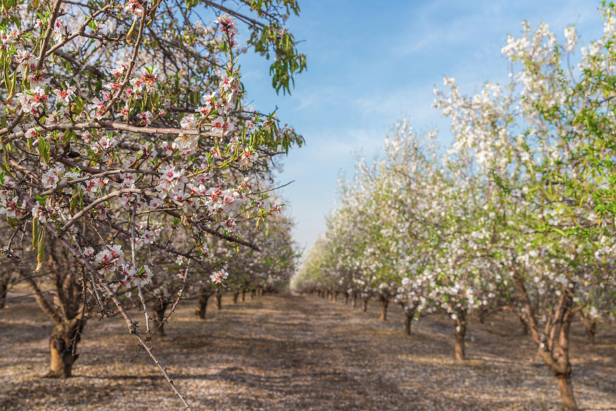 Almond tree path in Israel Photograph by Alexandre Rotenberg