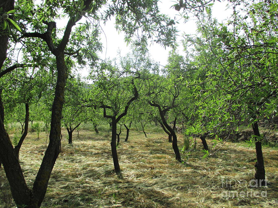 Almond trees in Lanjaron #2 Photograph by Chani Demuijlder