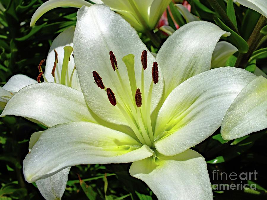 Almost Looks Metallic - Oriental Hybrid Lily Photograph