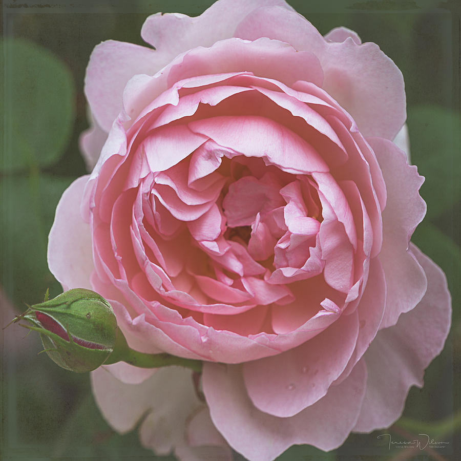 Alnwick Rose 1830 #1 Photograph by Teresa Wilson