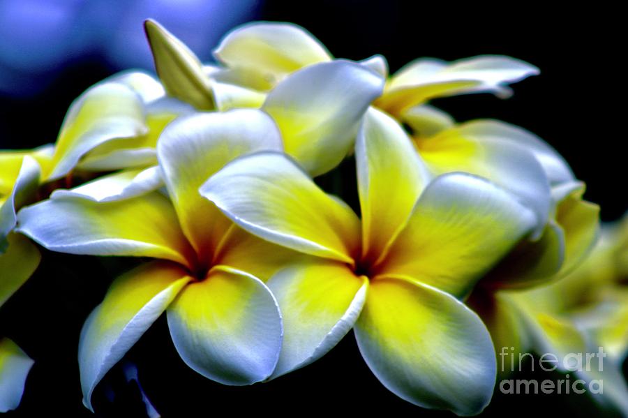 Flower Photograph - Aloha #1 by Craig Wood