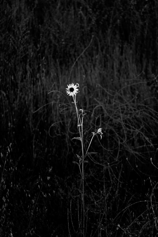 Flower Photograph - Alone by Peter Tellone