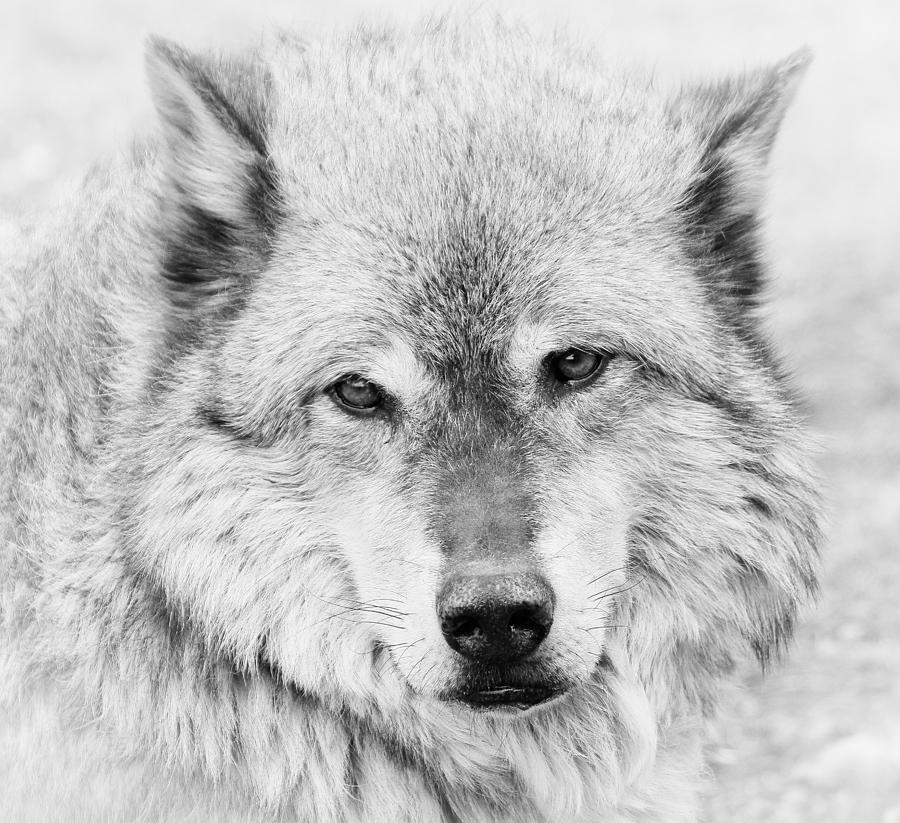 Wolves Photograph - Alpha Male Black And White #2 by Athena Mckinzie