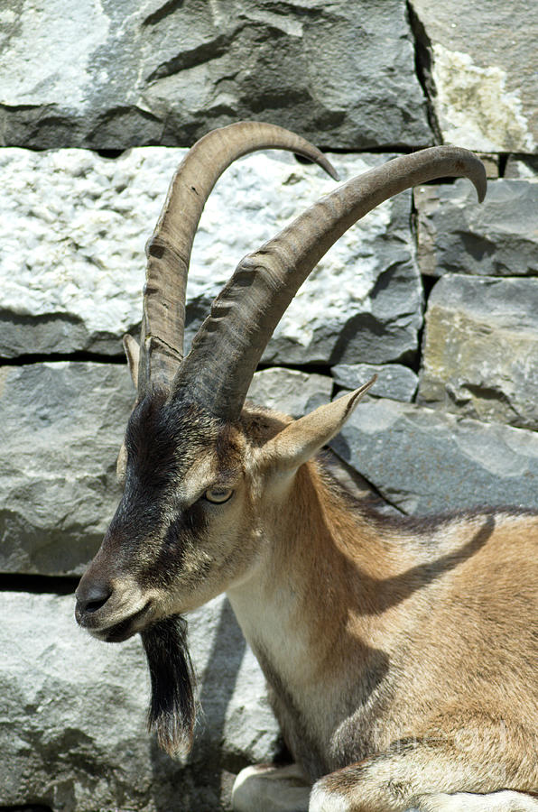 Alpine Ibex #2 Photograph by Michelle Meenawong