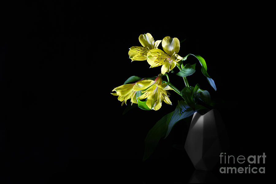 Nature Photograph - Alstroemeria flower #1 by Stela Knezevic