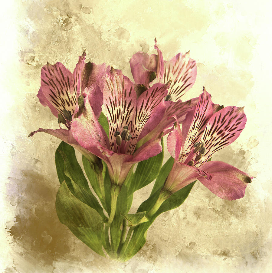 Alstroemeria Photograph by Robert Murray - Fine Art America