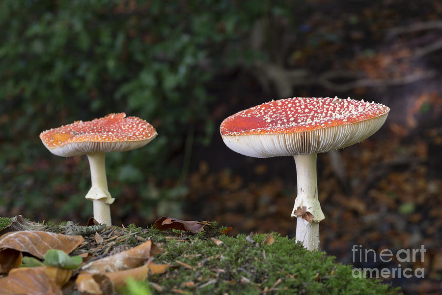 Mushroom Photograph - Amanita muscaria #1 by Compuinfoto 