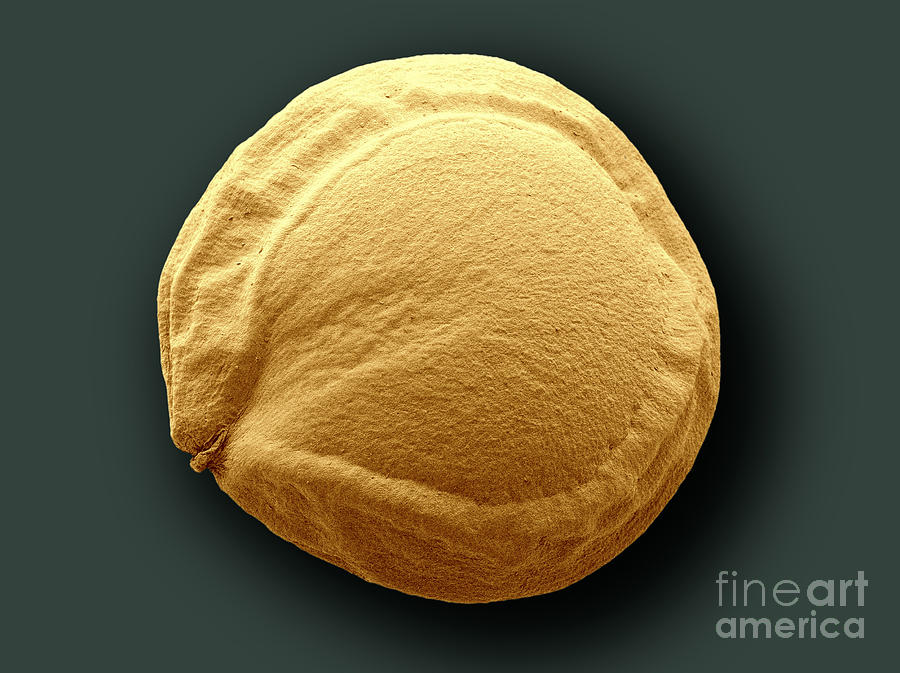 Science Photograph - Amaranth Pseudocereal Grain, Sem #1 by Scimat