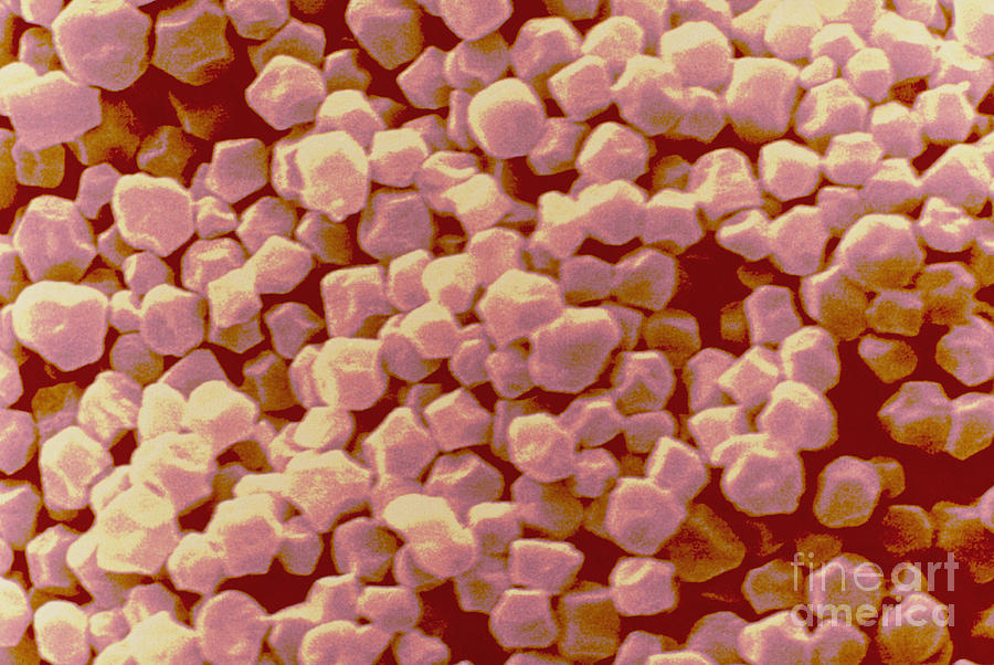 Amaranth Starch Granules Sem #1 Photograph by Scimat