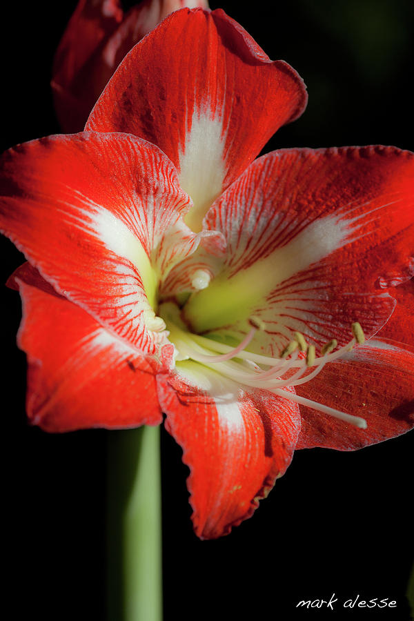 Amaryllis  #1 Photograph by Mark Alesse