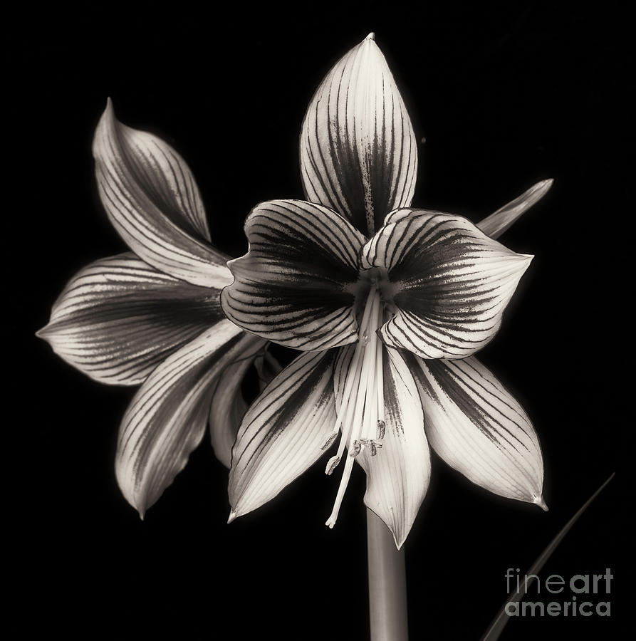 Amaryllis Papilio Improved Photograph by Ann Jacobson
