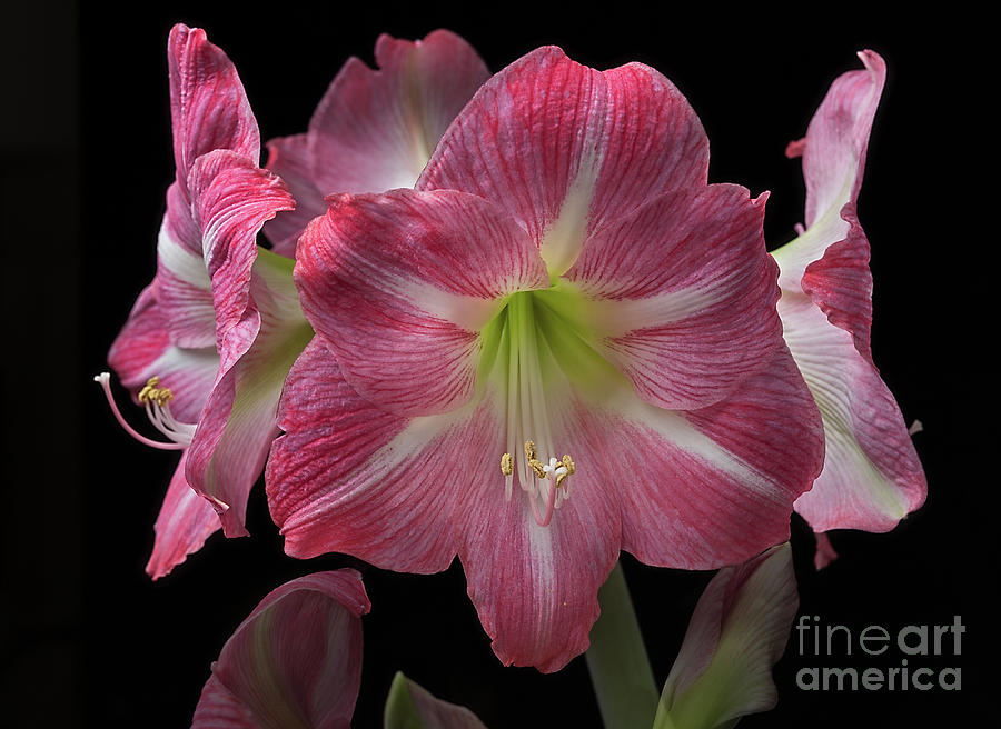 Amaryllis Pink #1 Photograph by Ann Jacobson