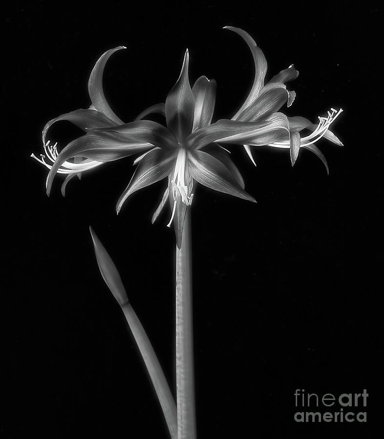 Amaryllis quito Photograph by Ann Jacobson
